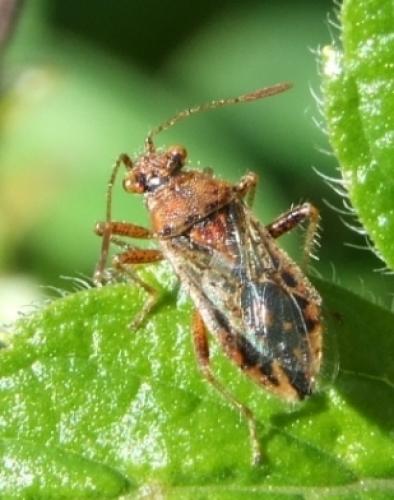 Rhopalus parumpunctatus