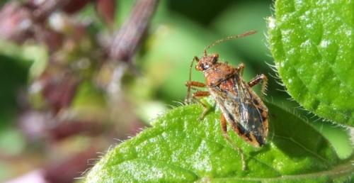 Réf. 24 455 : Rhopalus parumpunctatus