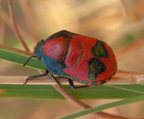 Réf. 24 727 : Choerocoris paganus