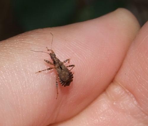 Himacerus mirmicoides