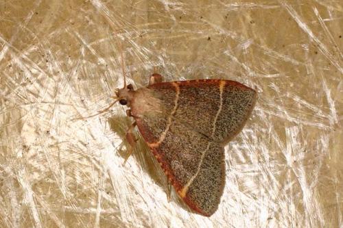 Hypsopygia glaucinalis