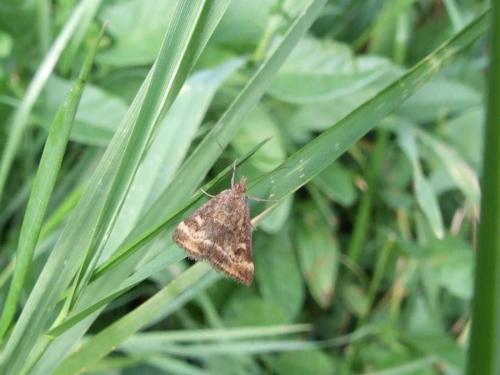 Pyrausta despicata