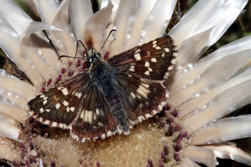 Réf. 24 205 : Pyrgus sp.