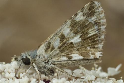 Pyrgus onopordi