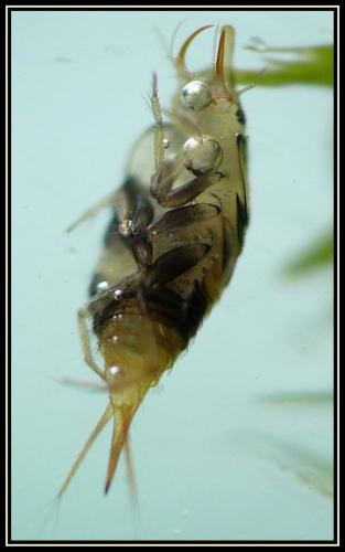 Réf. 24 139 : Hyphydrus ovatus