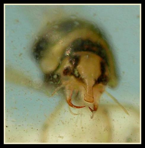 Réf. 24 140 : Hyphydrus ovatus