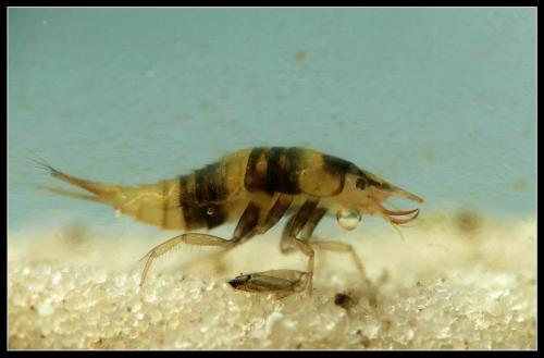 Réf. 24 138 : Hyphydrus ovatus