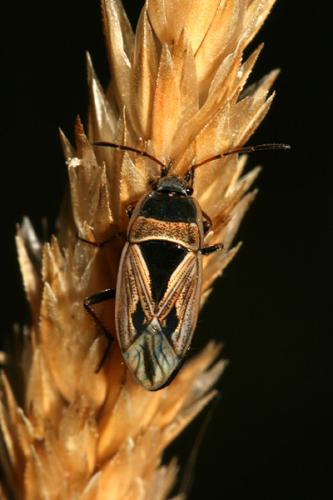 Xanthochilus quadratus