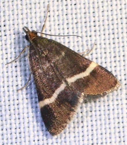Pyrausta cingulata