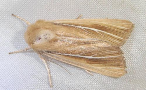 Réf. 24 325 : Mythimna litoralis