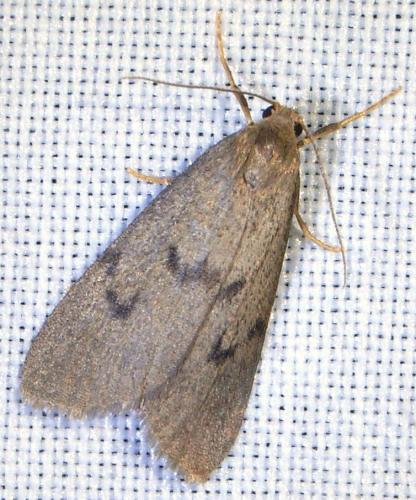 Apaidia mesogona