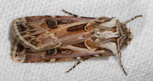 Réf. 24 378 : Agrotis vestigialis