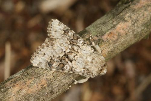 Hecatera sp.
