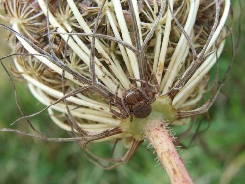 Xysticus sp.