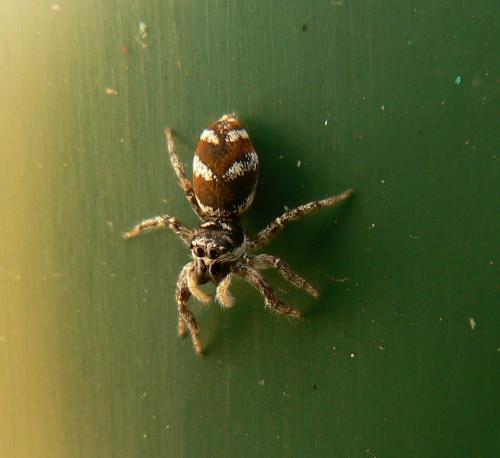 Réf. 24 089 : Salticus scenicus