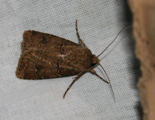 Réf. 24 678 : Agrotis bigramma
