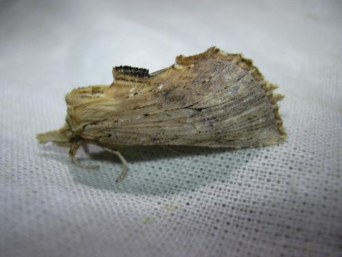 Pterostoma palpina