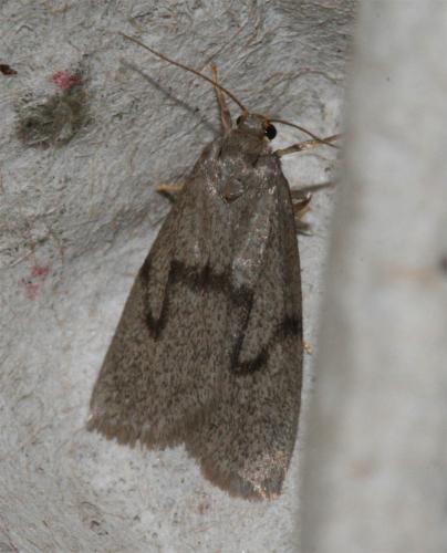 Apaidia mesogona