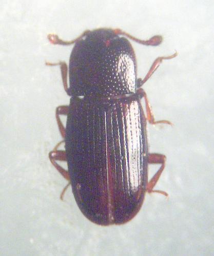 Cerylon histeroides