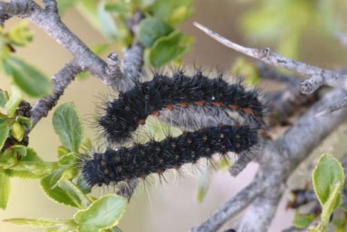 Saturnia pavoniella