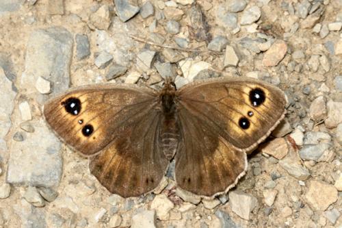 Réf. 24 168 : Satyrus ferula