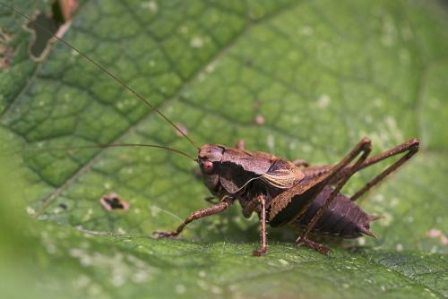 Pholidoptera griseoaptera