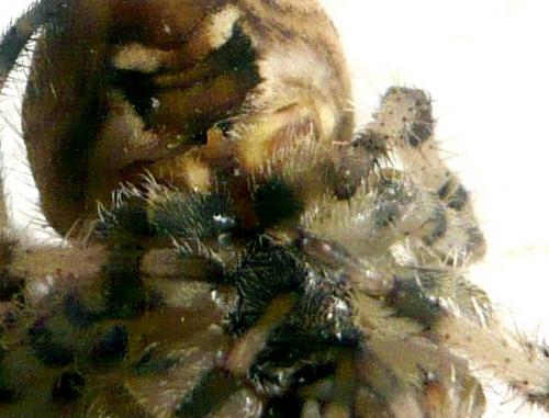 Araneus pallidus