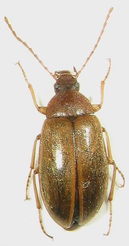 Isomira sp.