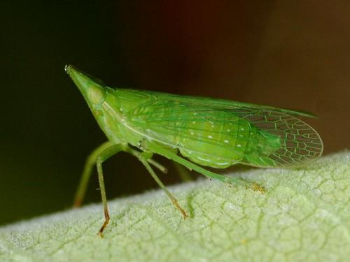 Réf. 24 461 : Dictyophara europaea