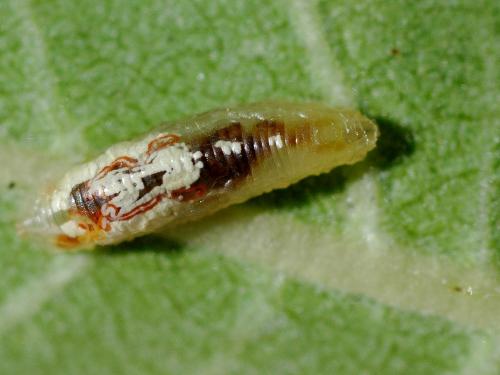Episyrphus balteatus