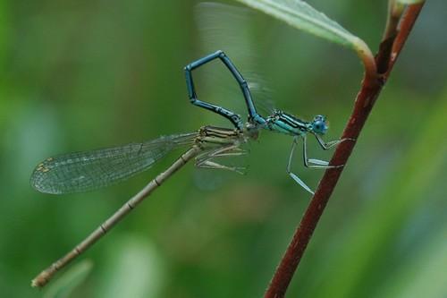 Platycnemis pennipes