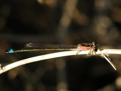 Réf. 24 917 : Ischnura genei