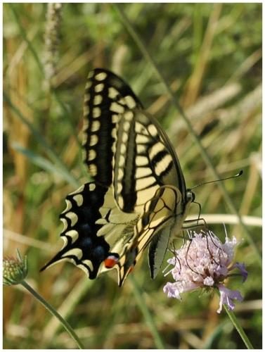Papilio machaon