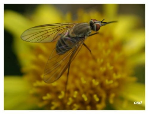 Phthiria sp.