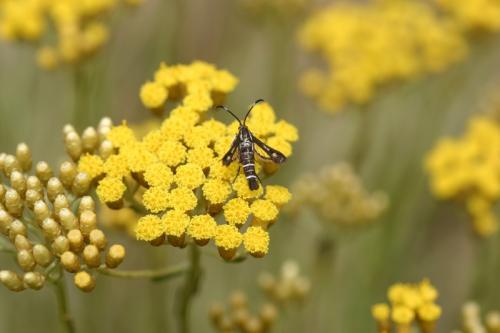 Pyropteron meriaeformis