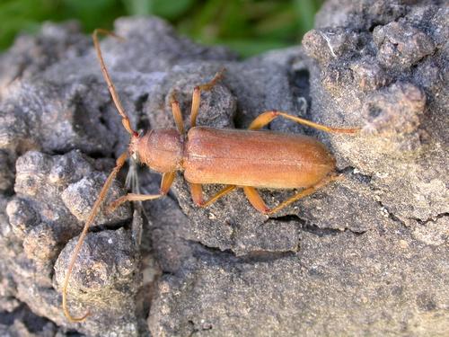 Stromatium unicolor