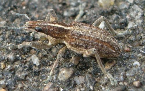 Réf. 24 899 : Charagmus gressorius