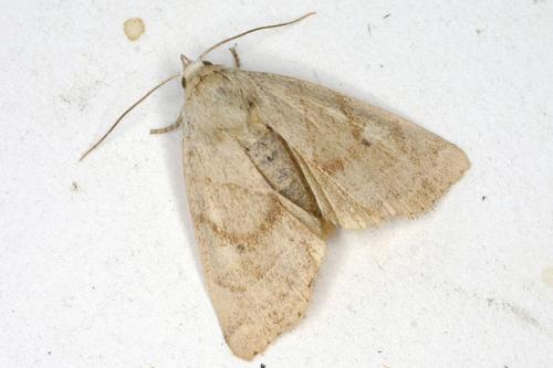 Réf. 24 343 : Cosmia trapezina