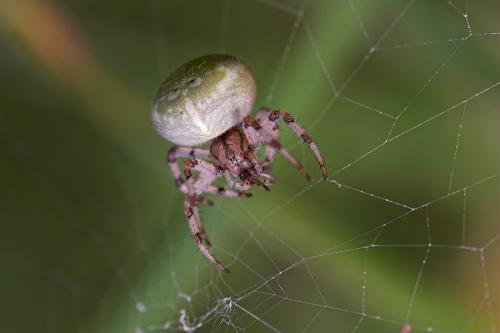 Araneus quadratus