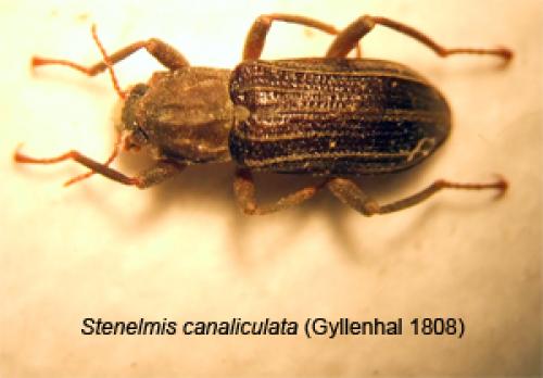 Stenelmis canaliculata
