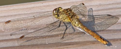 Sympetrum sanguineum