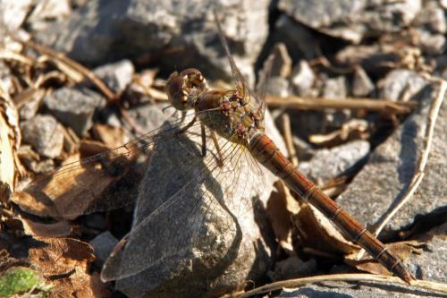 Sympetrum striolatum