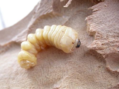 Stromatium unicolor