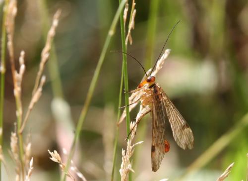 Panorpa cognata