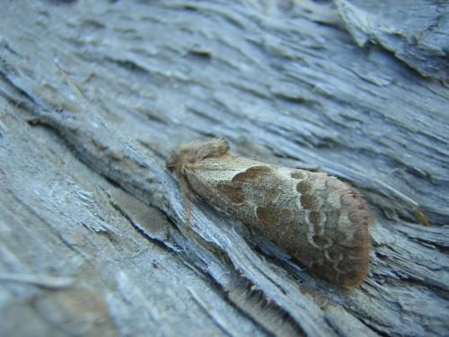 Triodia sylvina