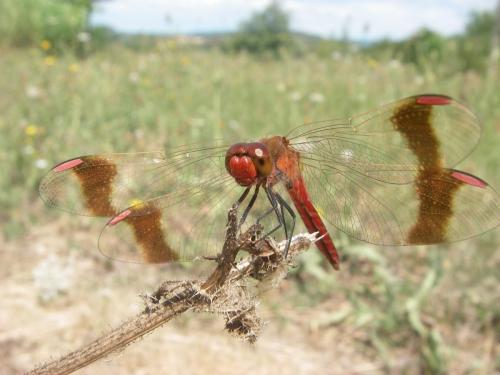 Réf. 24 240 : Sympetrum pedemontanum