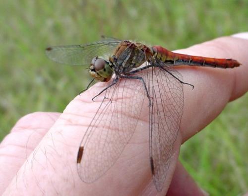 Réf. 24 304 : Sympetrum sanguineum