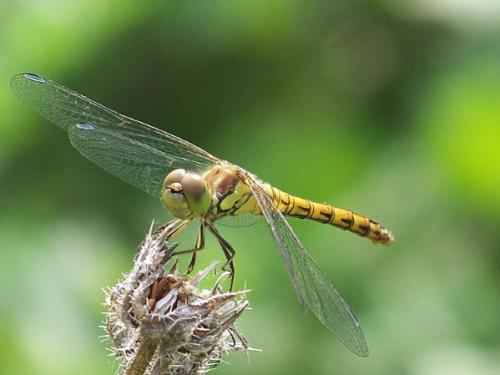 Sympetrum striolatum