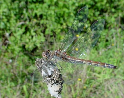 Sympetrum striolatum