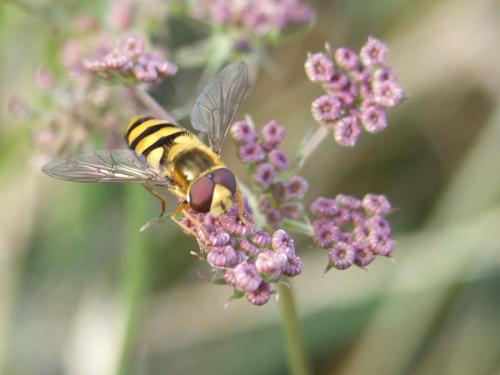Syrphus sp.